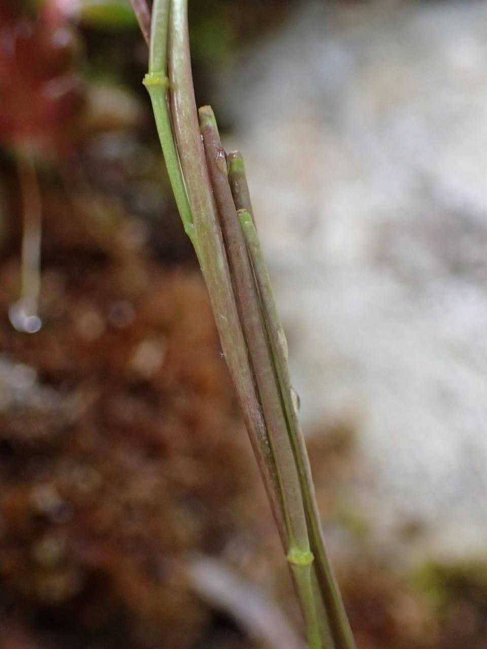 Arabetta irsuta 21