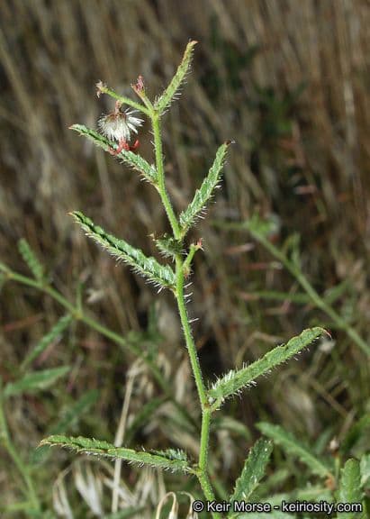 Tragia ramosa 12