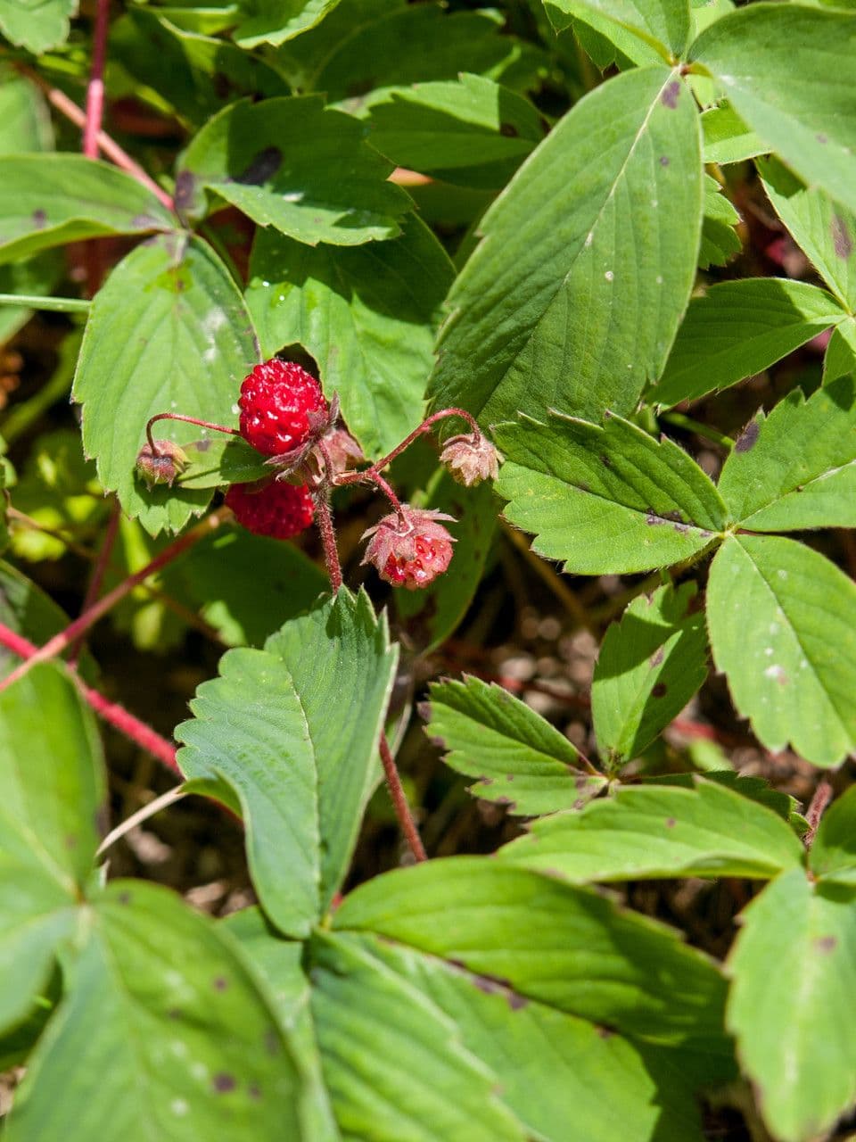 Virginische walderdbeere