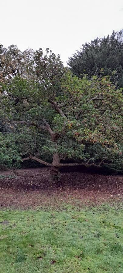 Vitex lucens 9