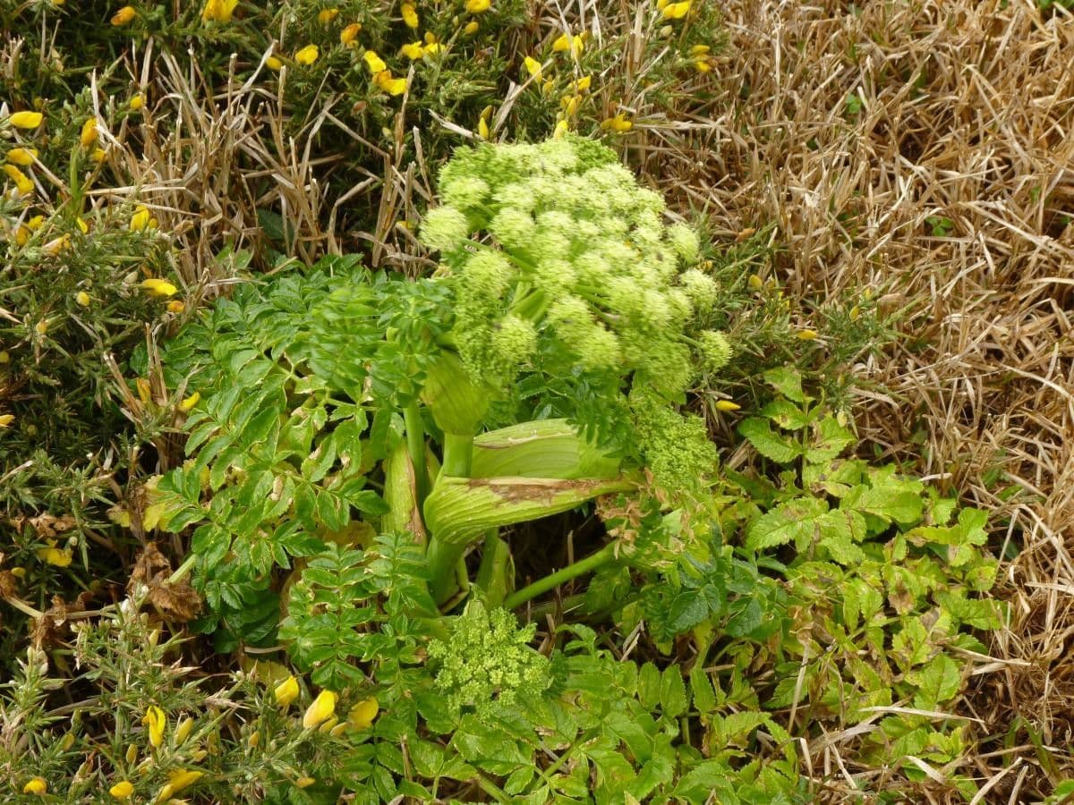 Angelica pachycarpa 9