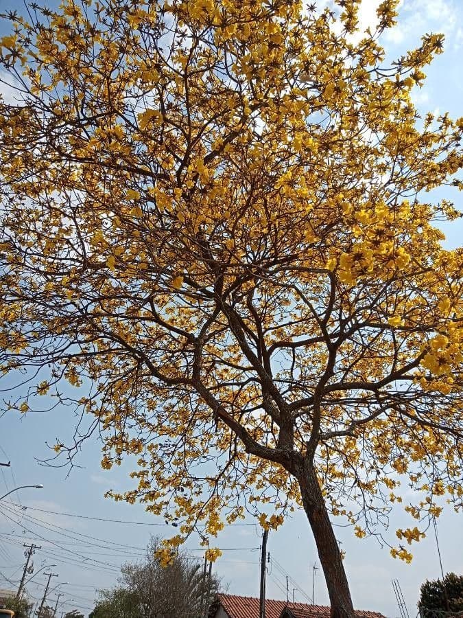 Lapacho giallo 7