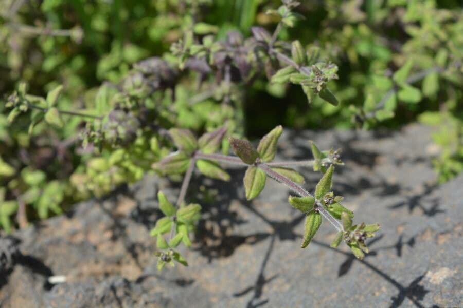 Galium 3