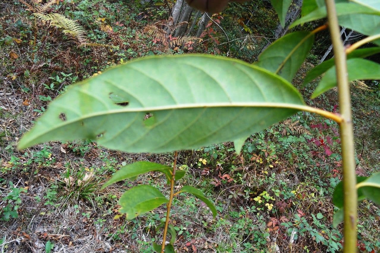 Quercia acuta 9