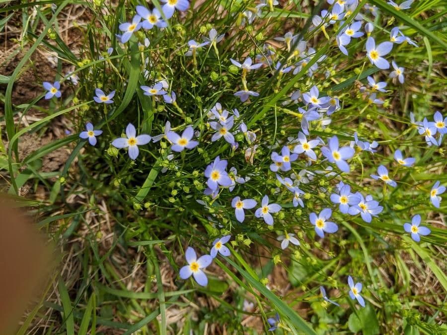 Houstonia azzurra 3