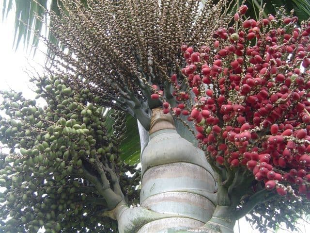 Kentiopsis 8