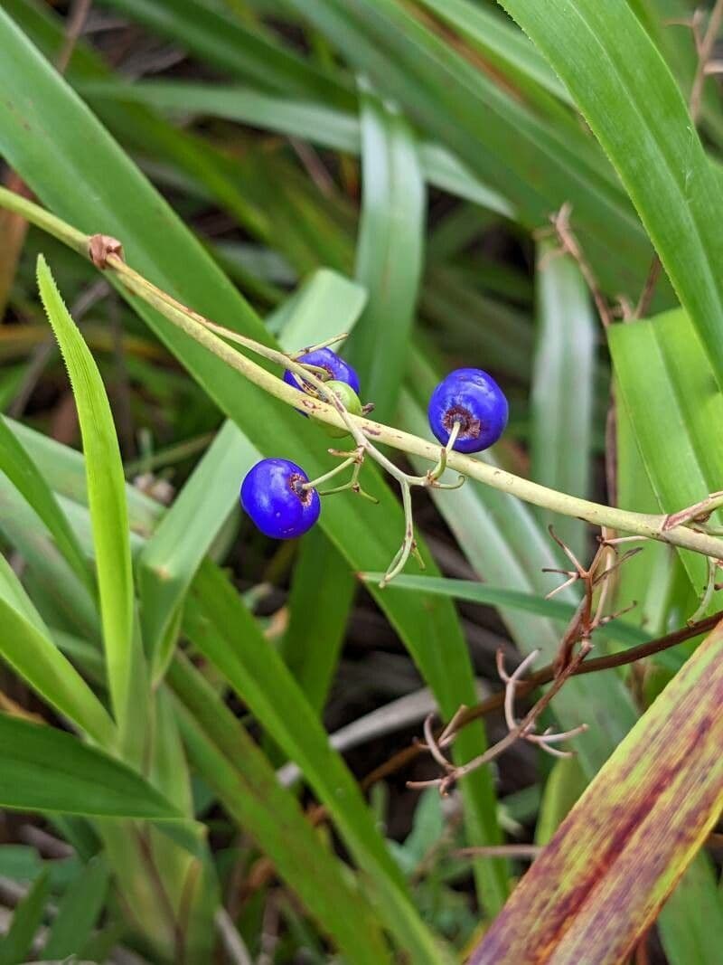Dianella modrá 2