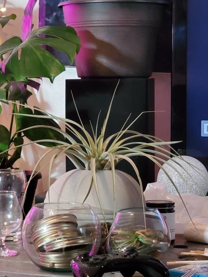Planta aérea 5