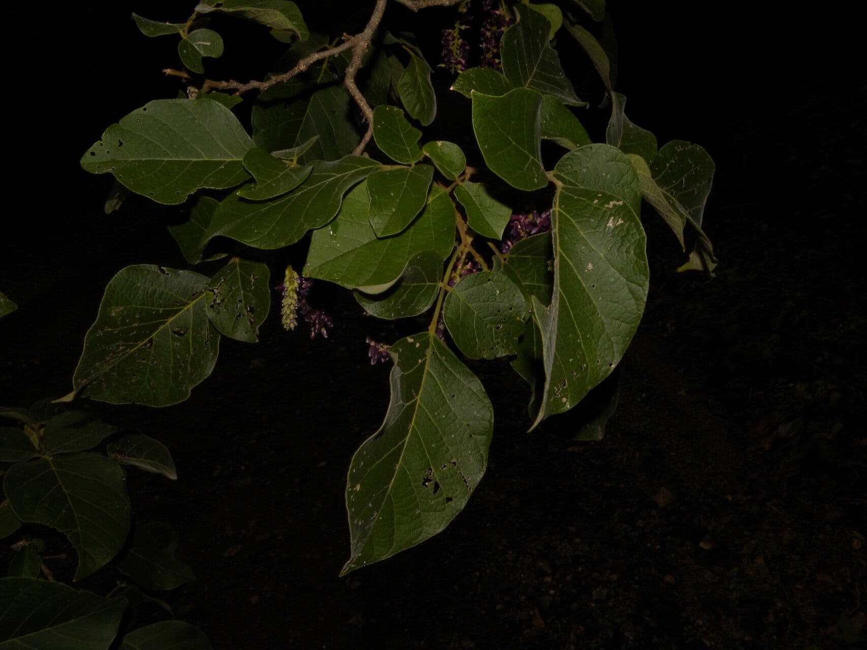 Lonchocarpus 4