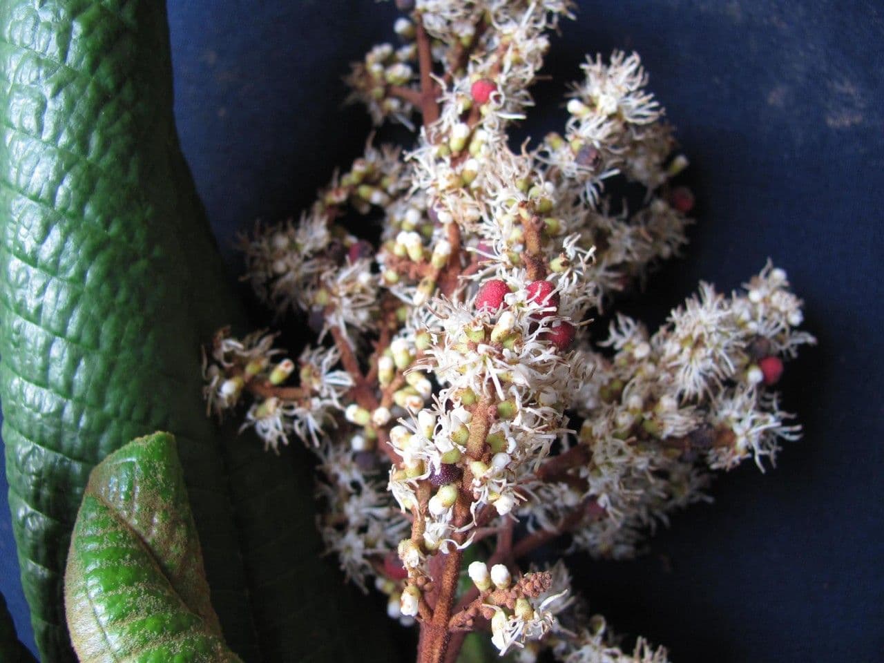 Miconia 6