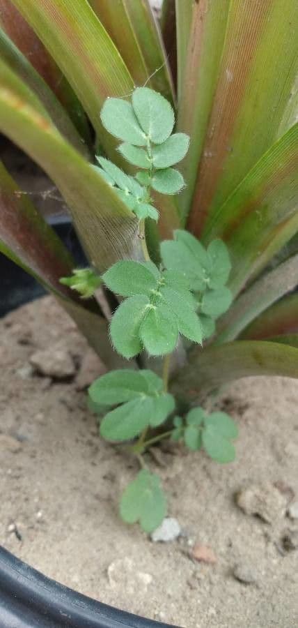Kallstroemia 11