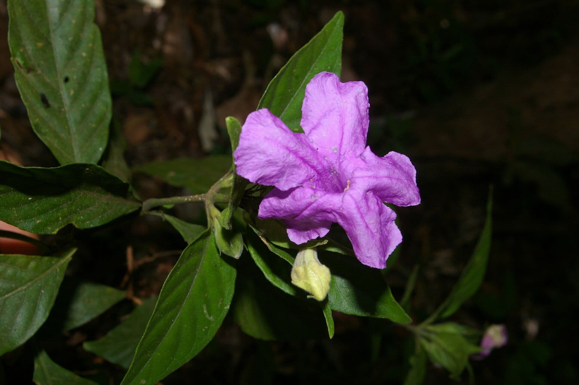 Ruellia 5