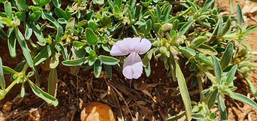 Barleria argentea 6