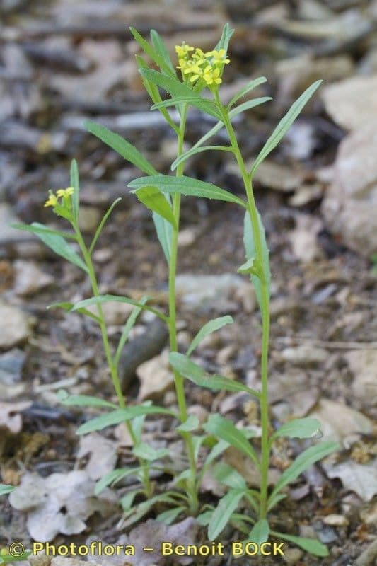 Erysimum incanum 3