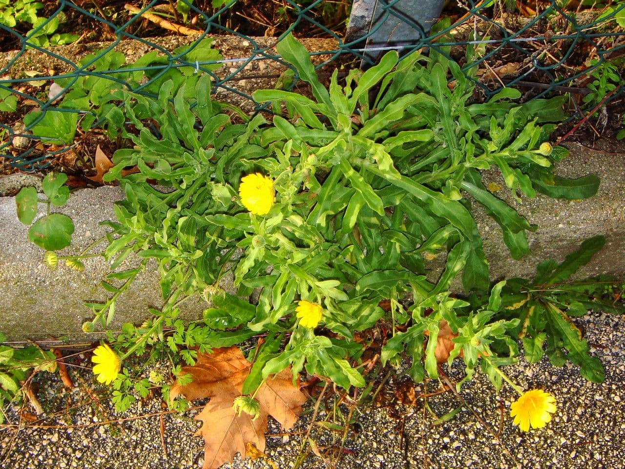 Acker-Ringelblume 14