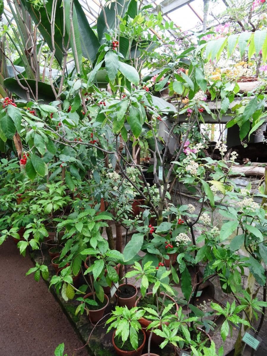 Psychotria punctata 7