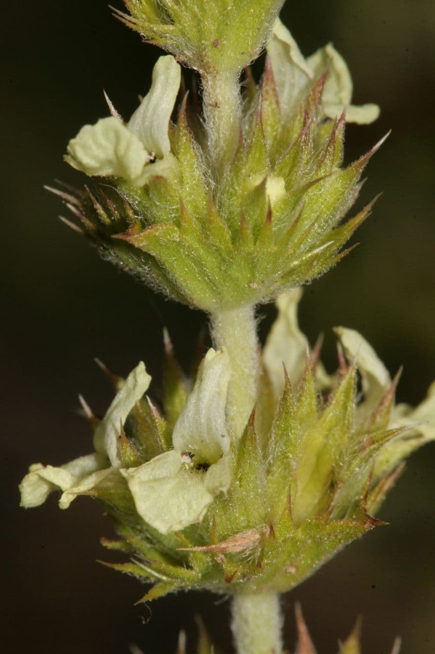 Sideritis 7