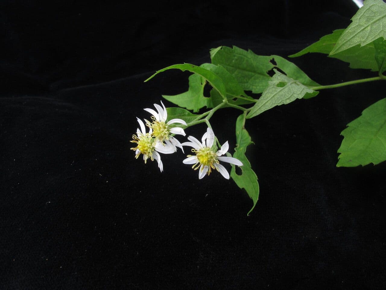 Aster ageratoides 9