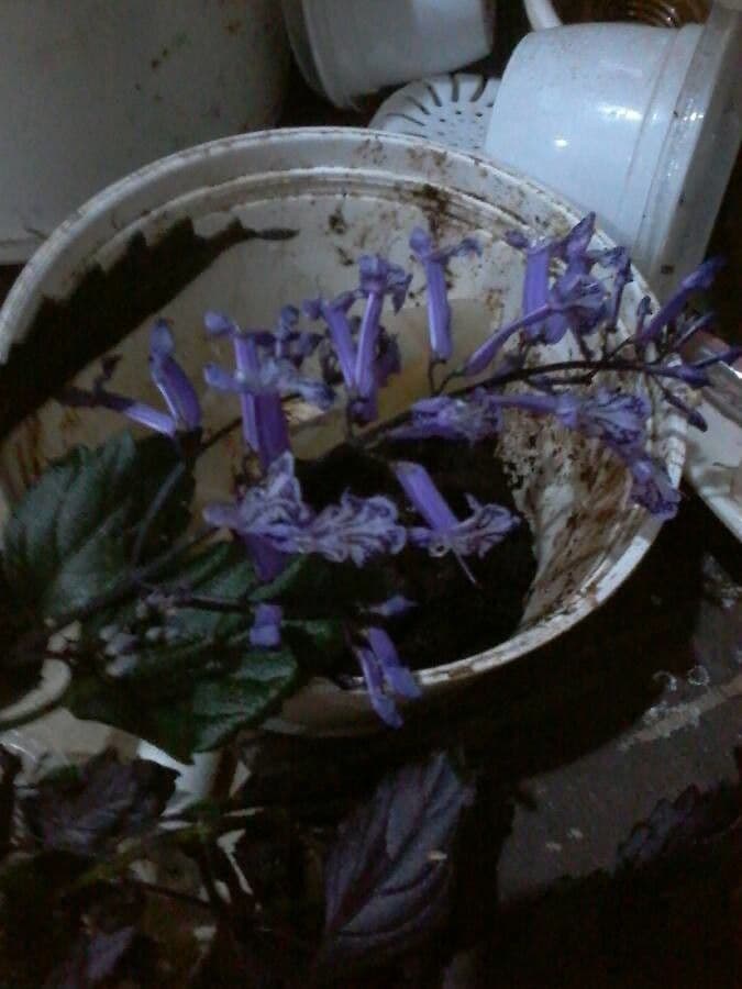 Salvia purpurea 7
