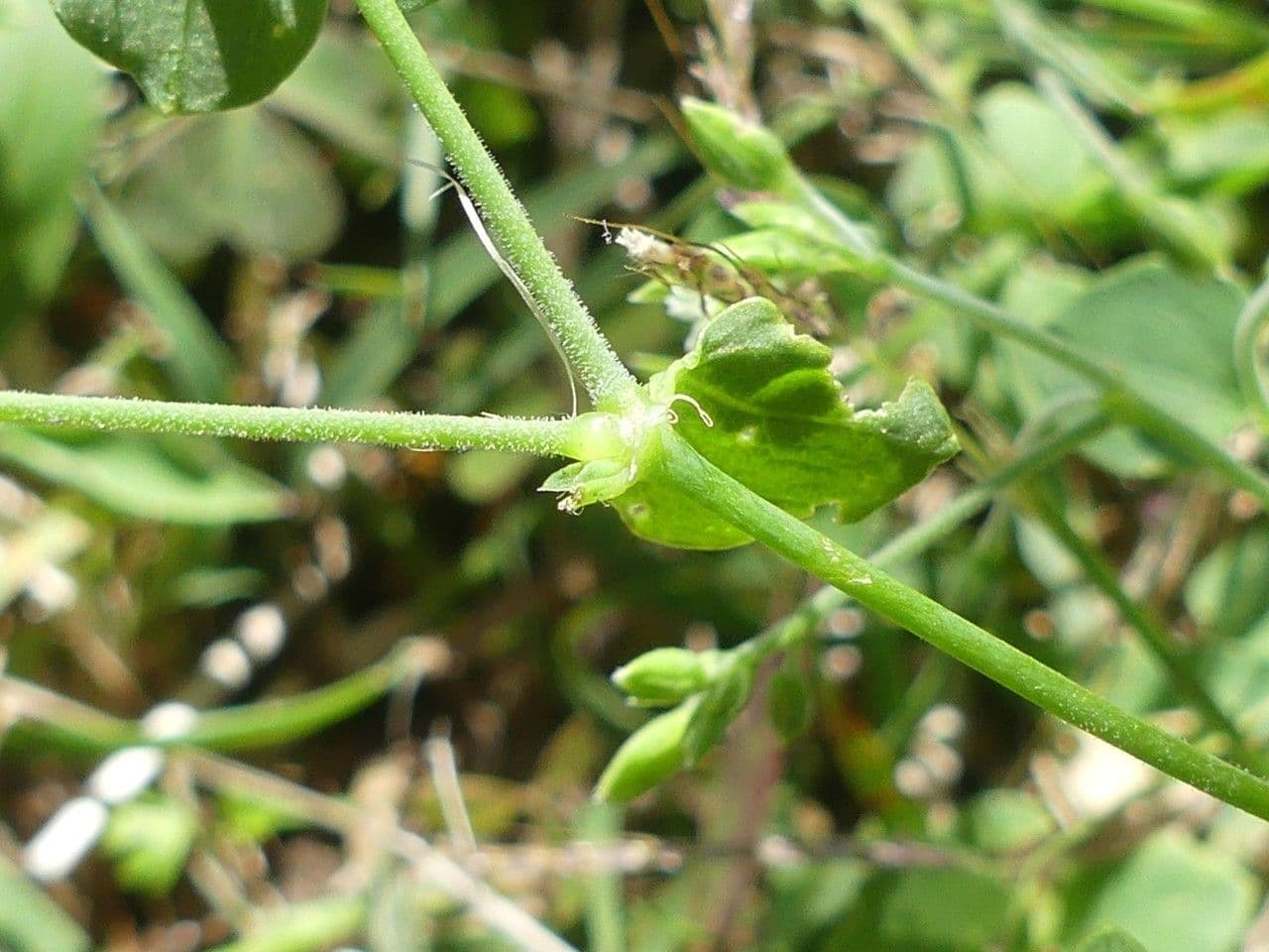 Drymaria cordata 18