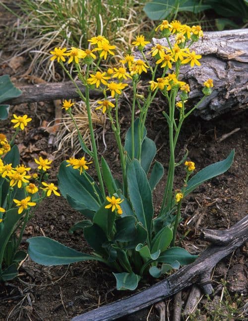 Senecio di Wooton 6