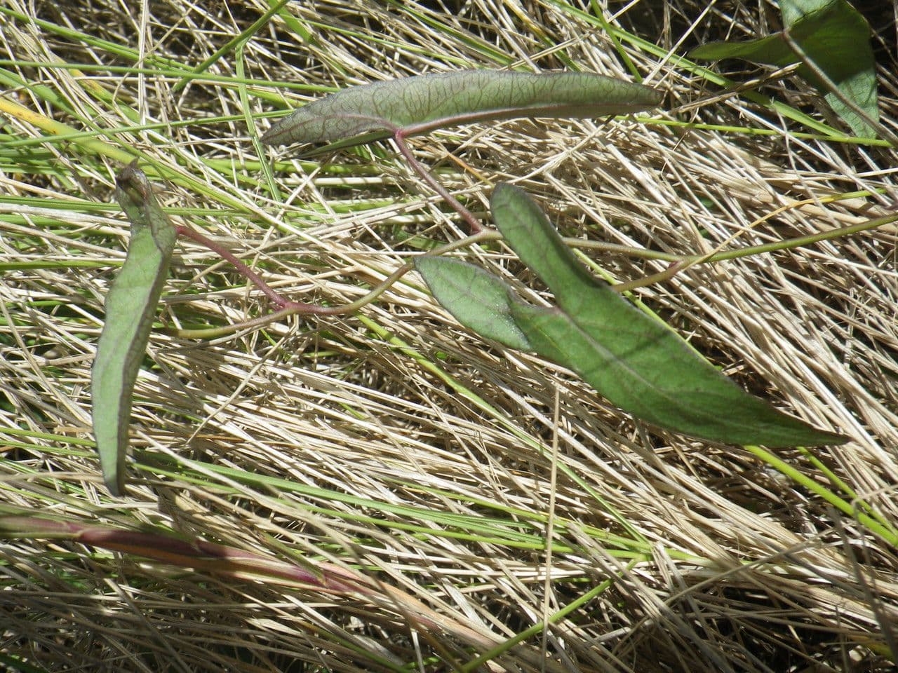 Ipomea 17