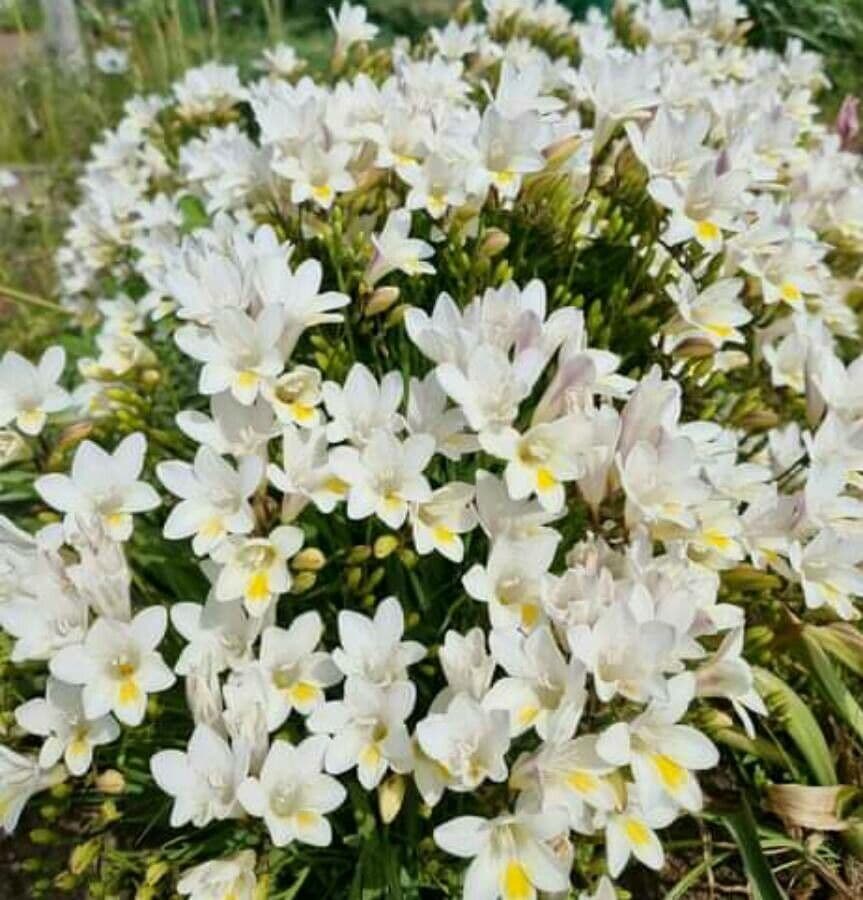 Freesia leichtlinii