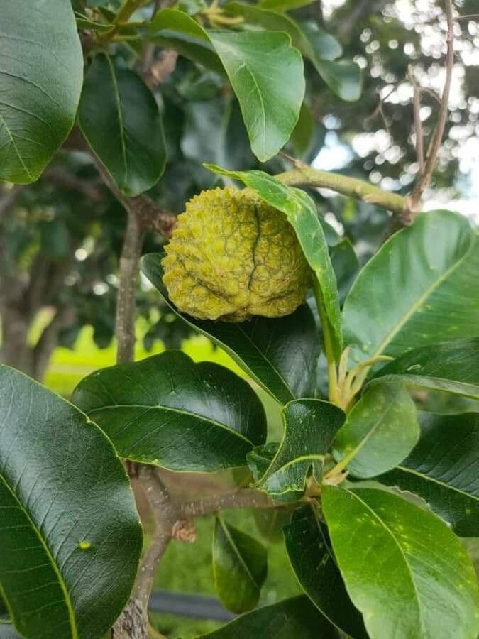 Calodendrum