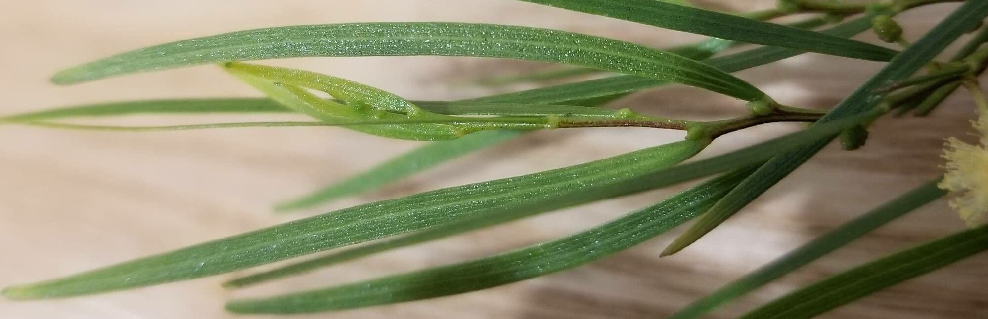 Acacia 6