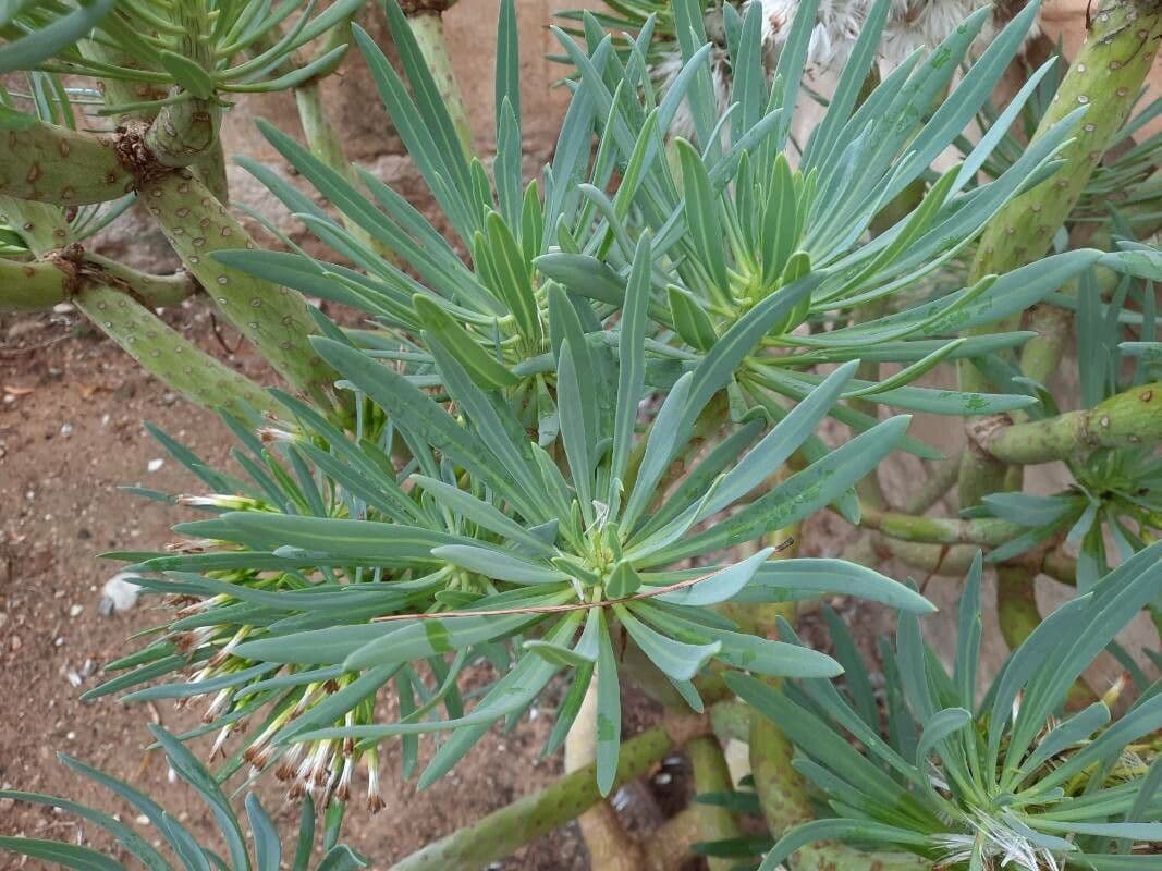 Kleinia 16