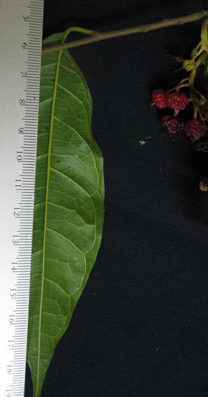 Mexikanischer Feigenbaum 6