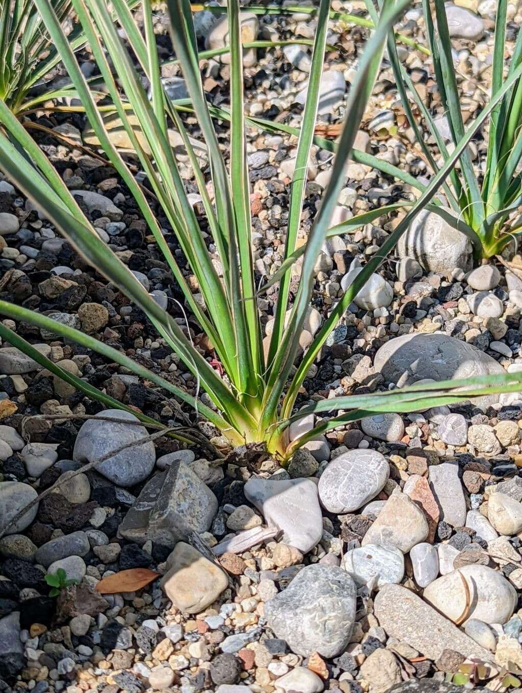 Yucca alta 18