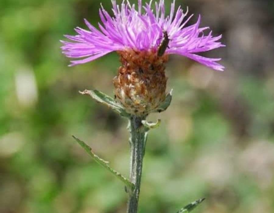 Centaura pratense