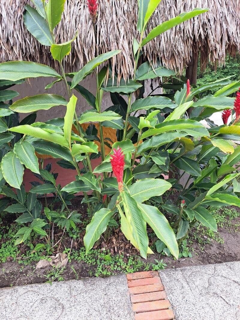 Zázvor purpurový 14