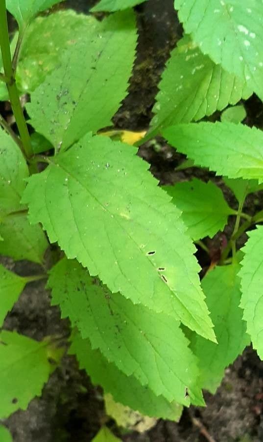 Canapa selvatica pubescente 14
