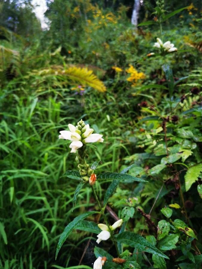 Chelone glabra 3