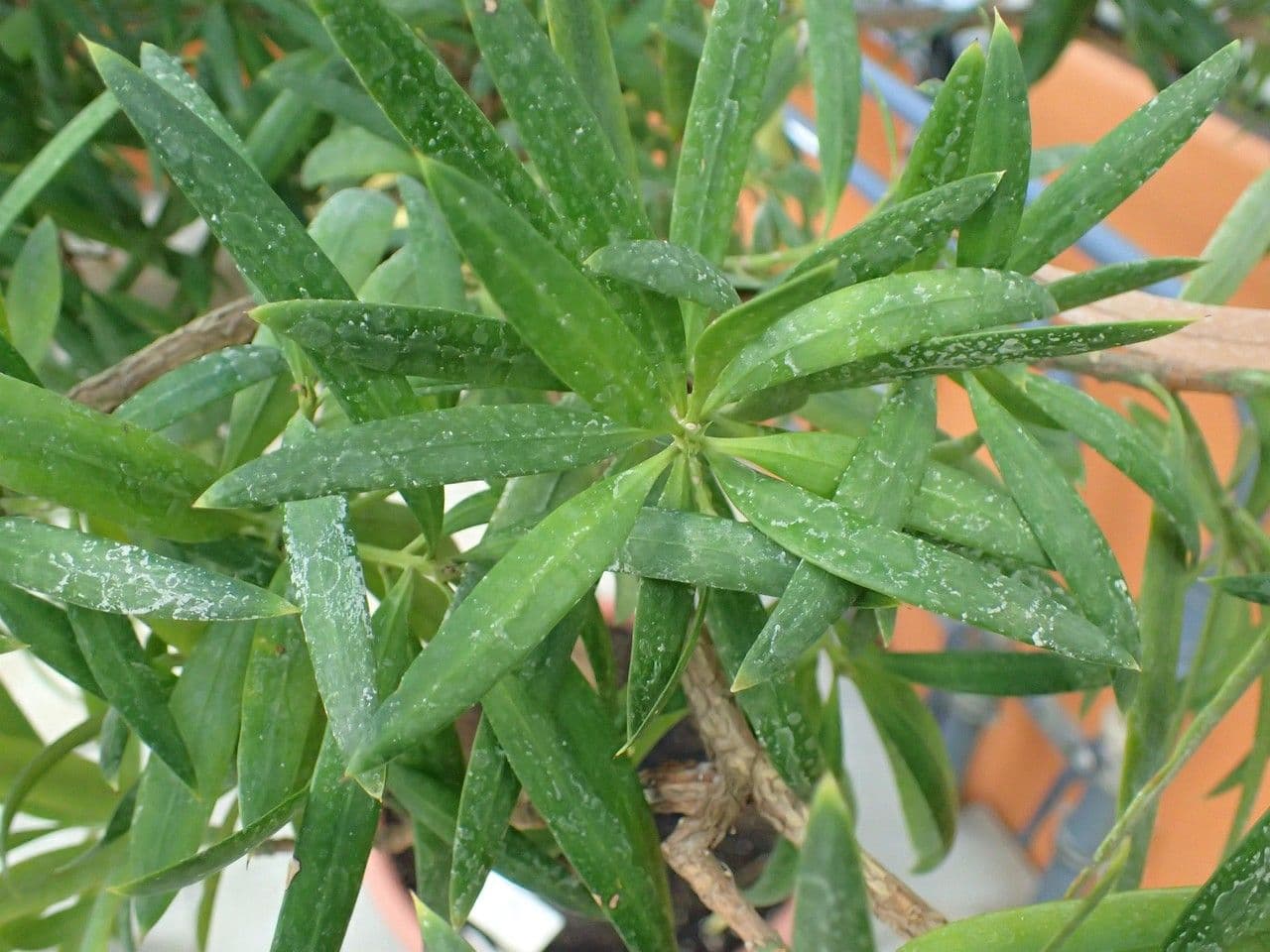 Hohe Podocarpus 11