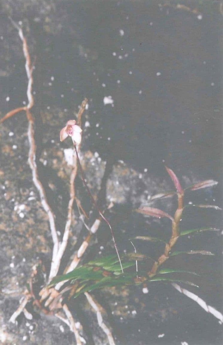 Dendrobium 10