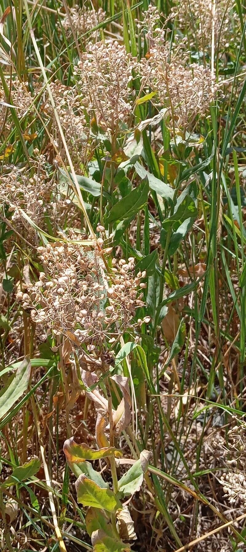 Draba 14