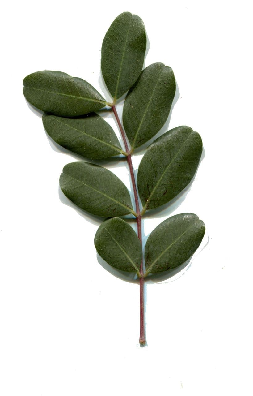 Carrubo 30