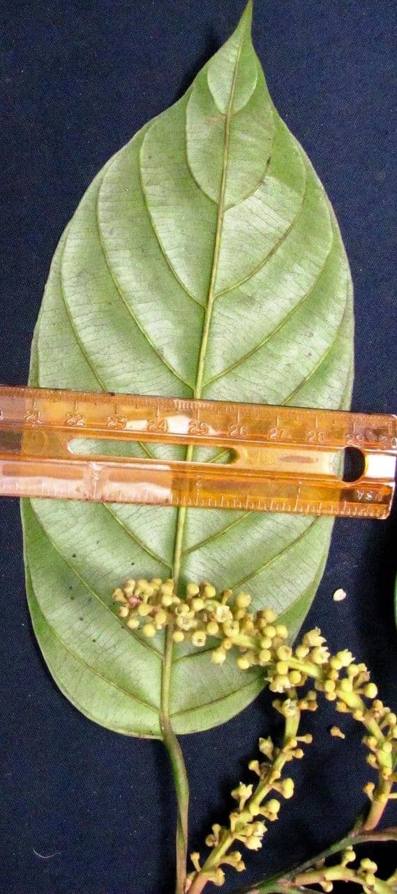 Minquartia guianensis 19
