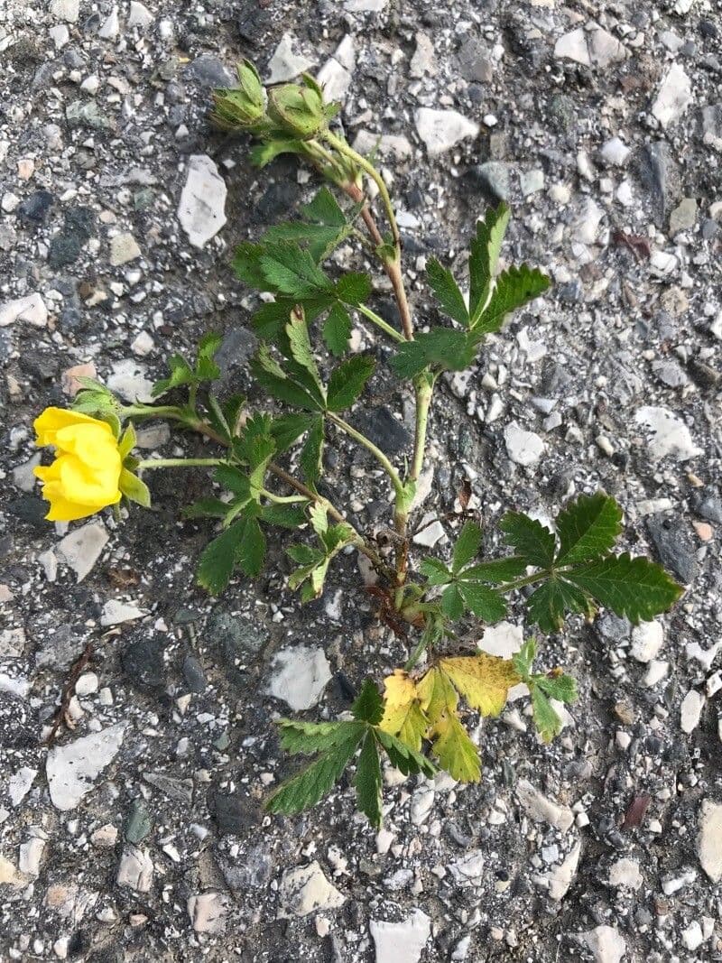 Cinquefoglie comune 12