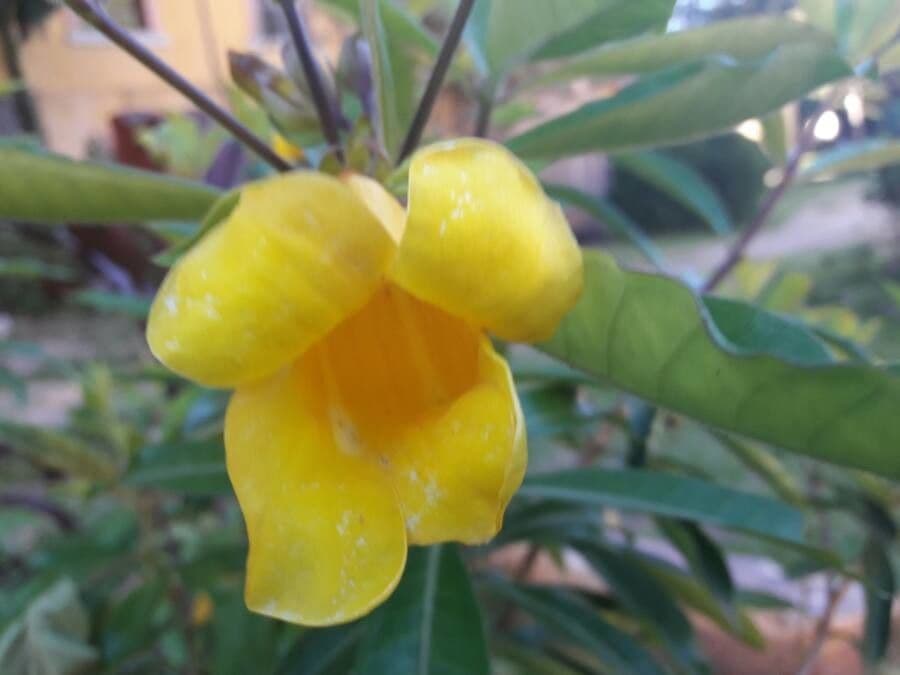 Allamanda 20