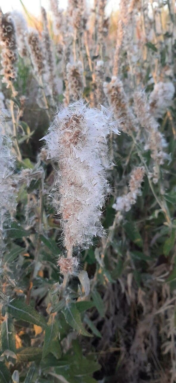 Pterocaulon en queue de renard 3