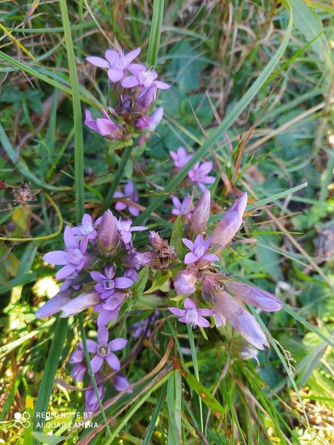 Genziana tedesca 15
