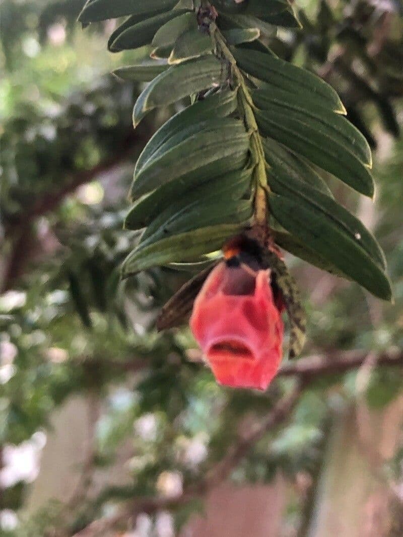 Tasso del Pacifico 6