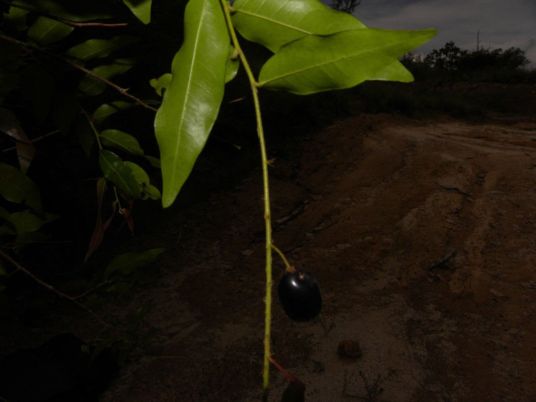Hirtella
