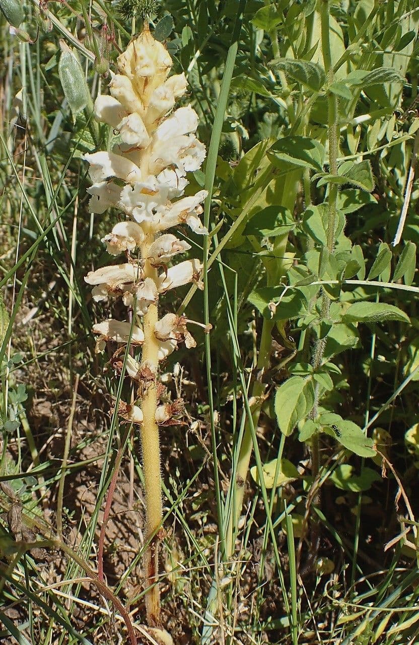 Corbiculada 7