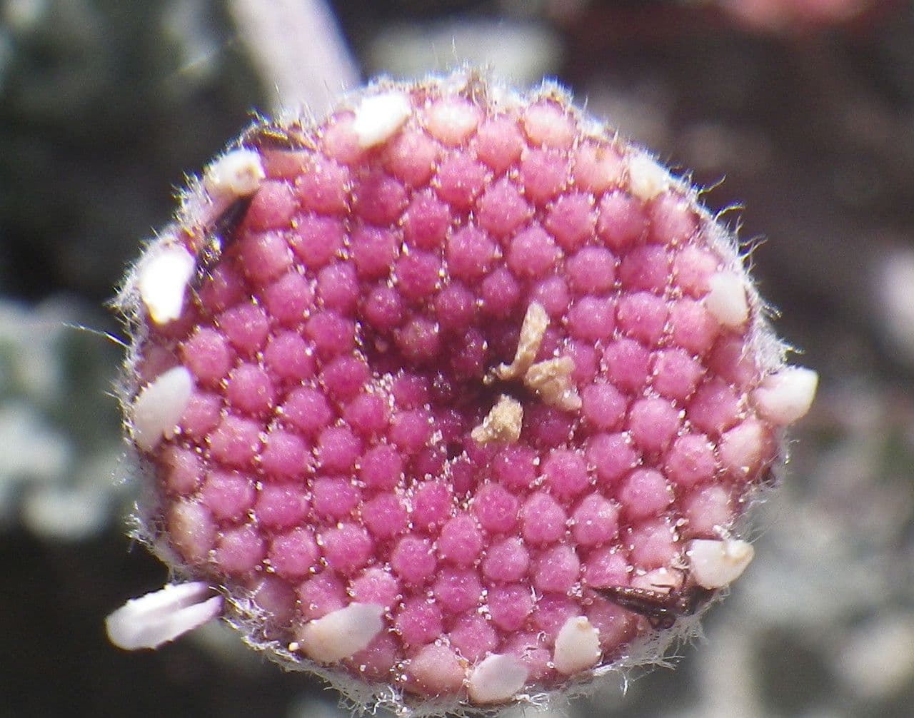 Camomilla 2