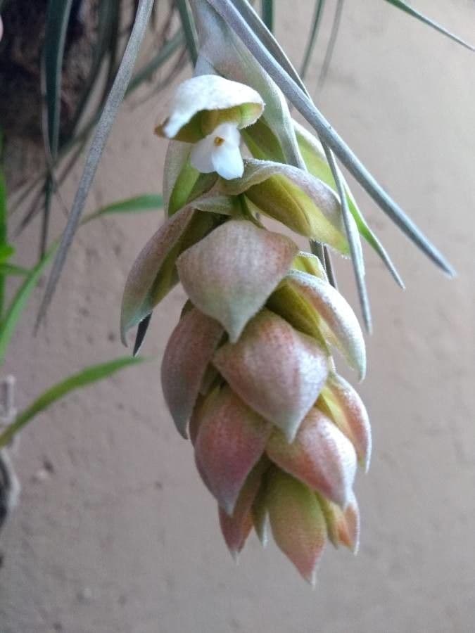 Tillandsia